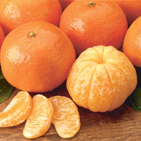 Florida Fruit - Tangerines