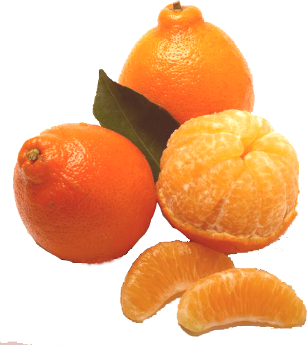 Florida Honey Sweet Tangerines - Ship Tangerines - Send Tangerines